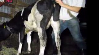 سكس شاب مع بقرة – فيلم نيك حيوانات جديد ولد شاذ ينيك بقرة