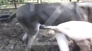 سكس حمار مع ذكر شاذ – يكتسب المنحرف حفره بواسطة حيوان