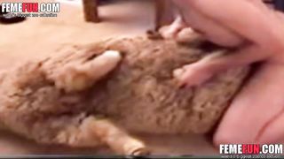 شاذ ينيك خروف – لاول مره فيلم سكس حيوانات نادر راجل يعاشر شاه