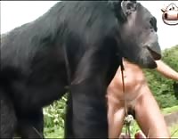 سكس قرد مع بنات – فيلم نيك حيواني جديد وسط الغابات مع عارهرتان