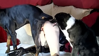 بنت تتناك من كلبين – مقطع سكس حيونات كلاب مص حتي القذف