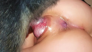 بورنو كلاب مع بنات – كلب عنتيل فشخ كس و طيز ميلف كبيره بالسن