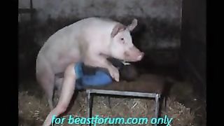 خنزير ينيك شاذ – فيلم حيوانات بورنو سكس جديد راجل مع خنزير