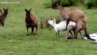 كنغر يعاشر انثي الغنم – الكنغر المتعطش الجائع يتفاعل مع الأغنام حيونات